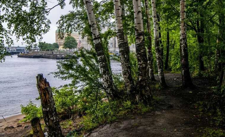 В Петербурге вырубят парк «Заросли» ради строительства автодороги