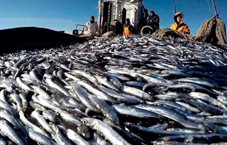 How Russian fish reached the Thames: the biggest players in the export market